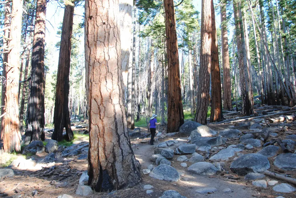 Wald Yosemite NP